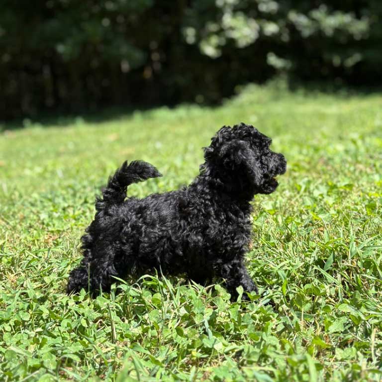 Black Cavapoo puppy with his tail up