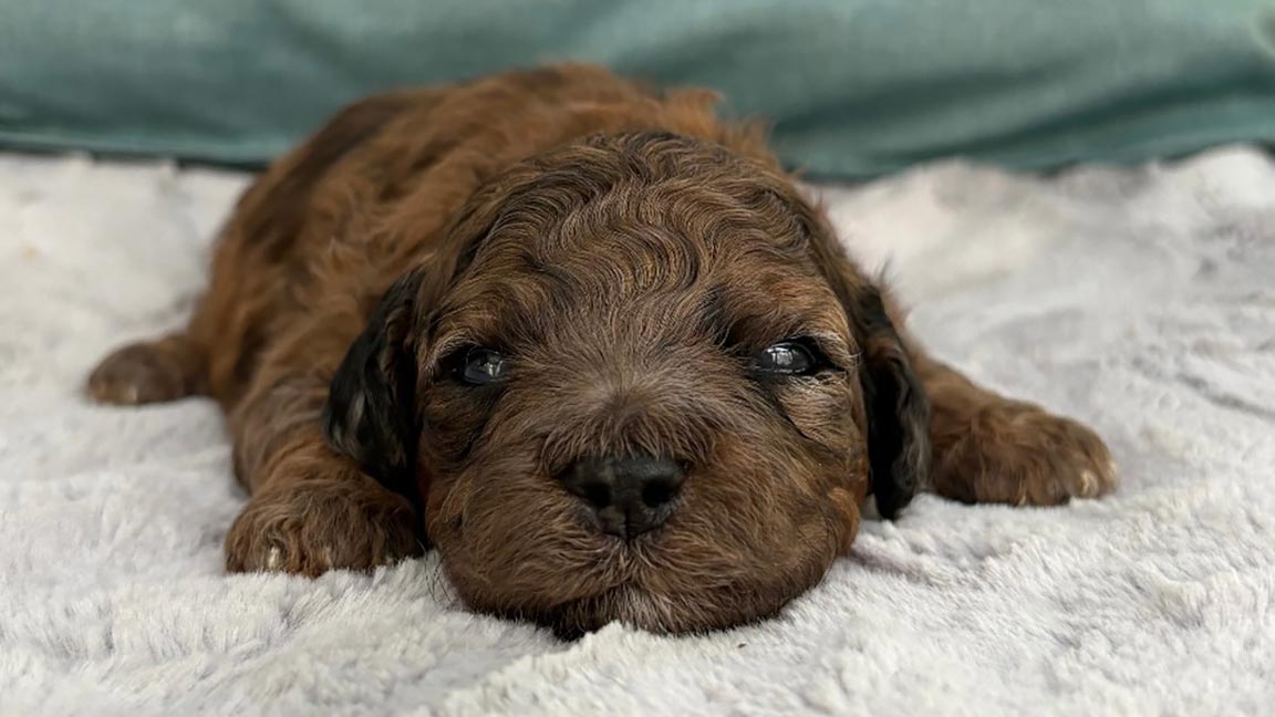 Cavapoo puppy laying down on a blanket
