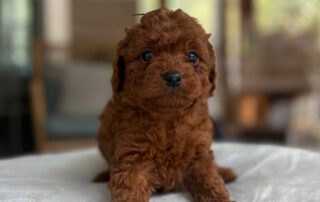 Brown Cavapoo puppy at Jones Farm Puppies