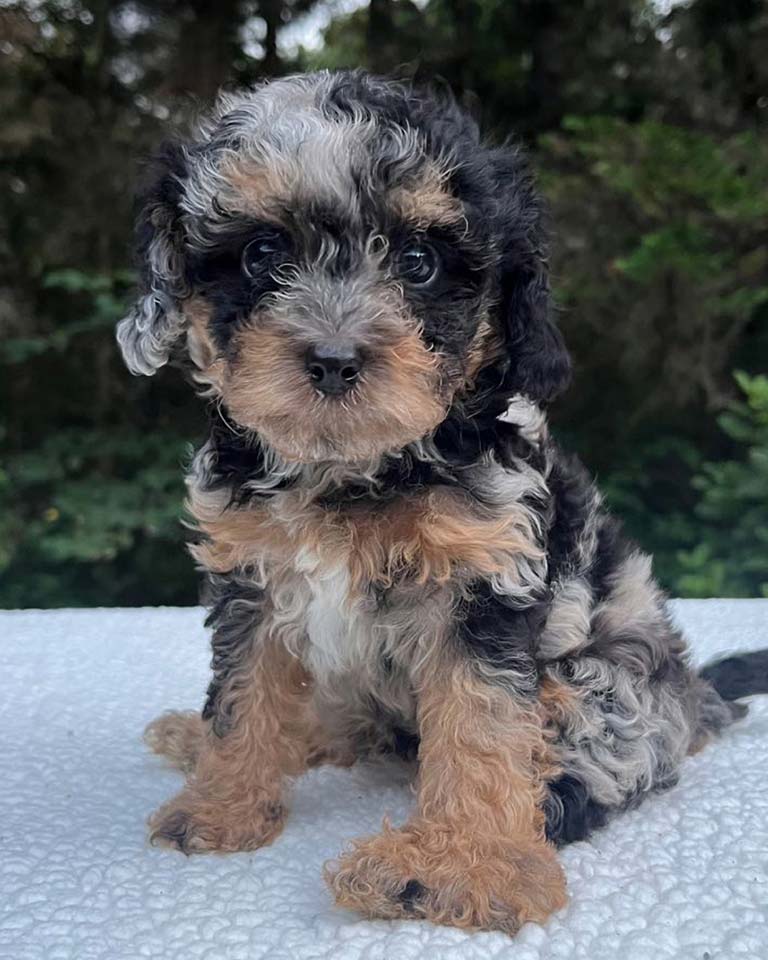Merle Cavapoo puppy sitting down