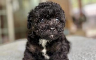 Black Cavapoo puppy for sale at Jones Farm Puppies