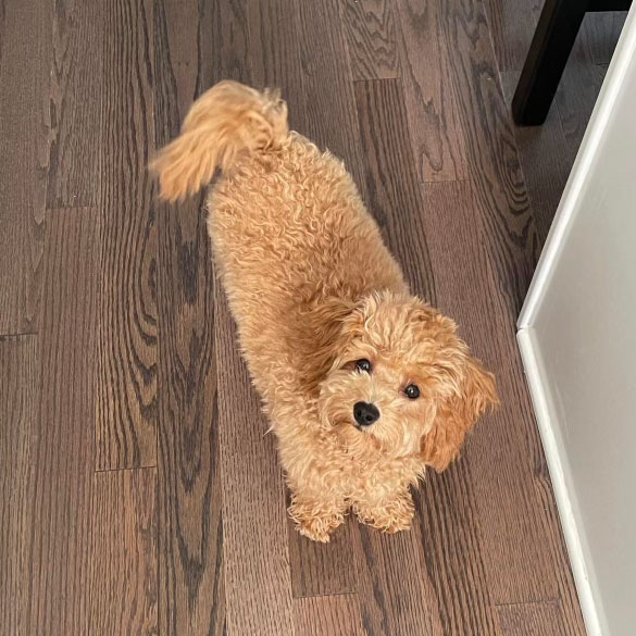 Why do dogs wag their tails?