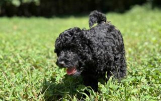 Black Cavapoo eating grass