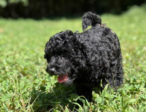 Why Do Dogs Wag Their Tails? It’s More Than Joy!