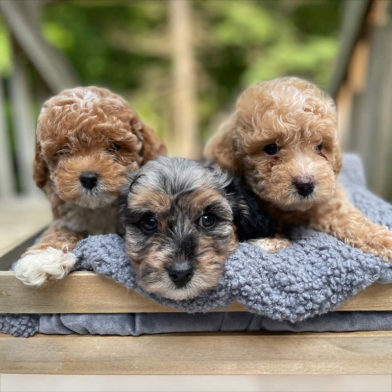 micro-mini-goldendoodle-puppies-in-a-basket micro mini goldendoodle puppies in a basket