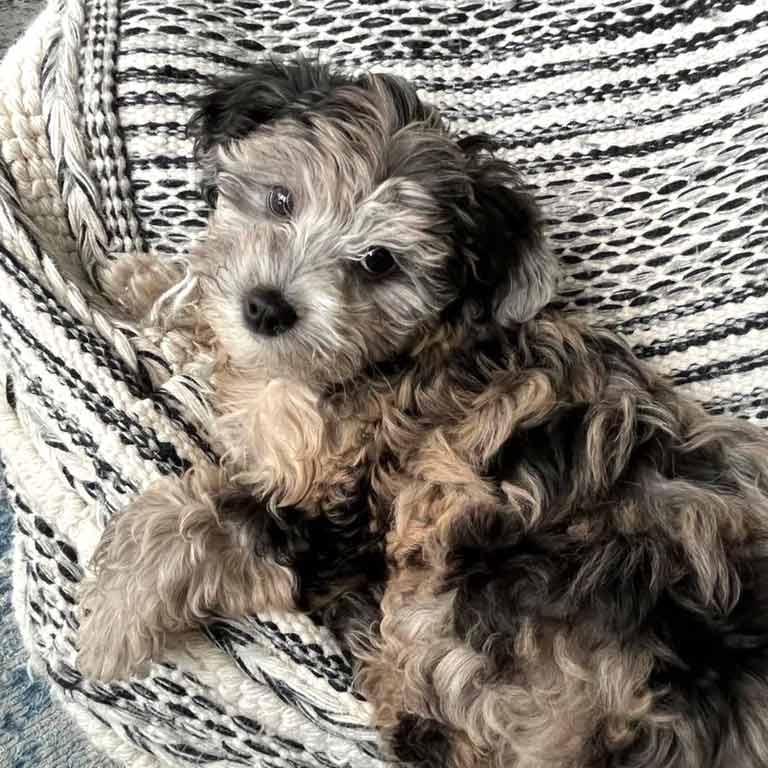 micro-mini-goldendoodle-puppies merle micro mini goldendoodle puppy