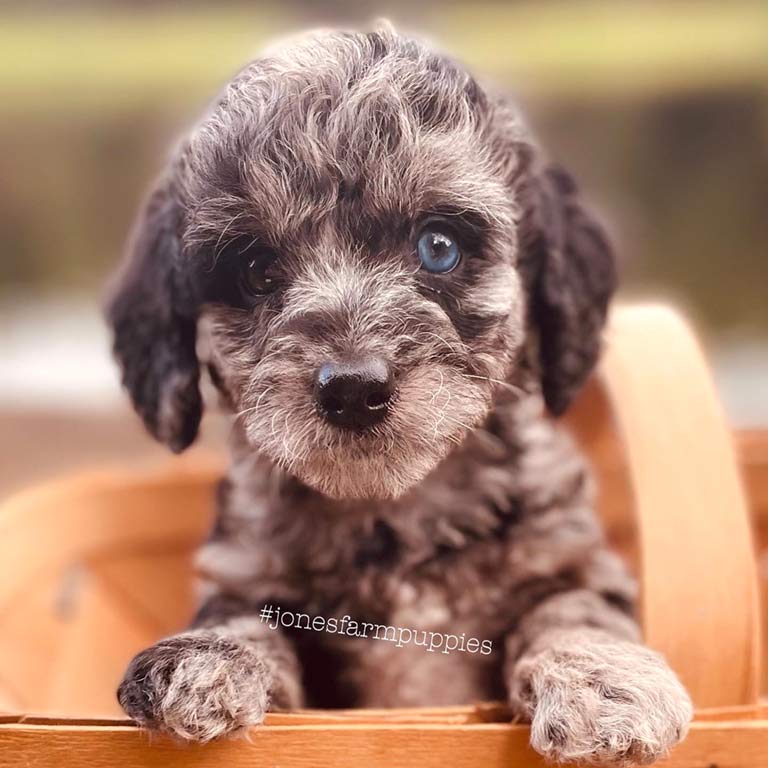micro-mini-goldendoodle-puppy-at-Jones-Farm-Puppies micro mini goldendoodle puppy