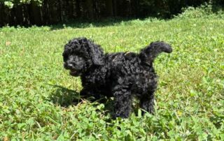 Black Cavapoo running in the grass