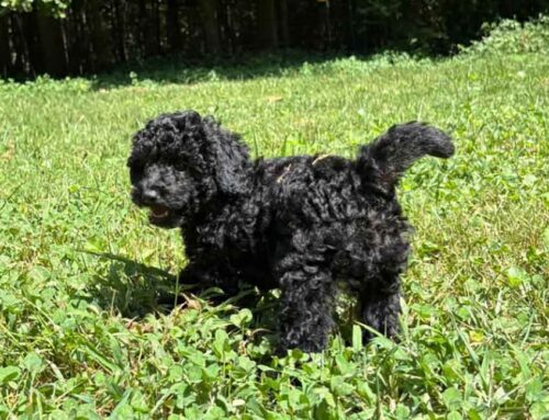 Cavapoo Coat and Health Checklist: Preventing Eye, Ear, and Dental Issues