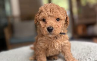 One of the Cavapoos for sale at Jones Farm Puppies