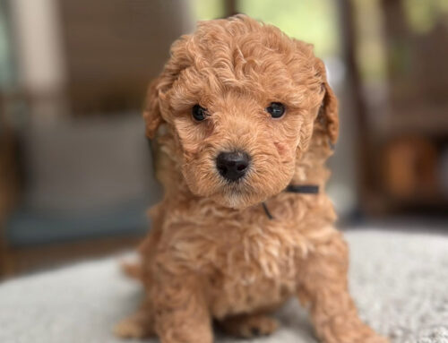 Why Cavapoos Are the Rising Star of Designer Breeds in 2025