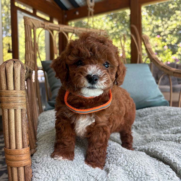 Designer breed puppy with a brown and white coat
