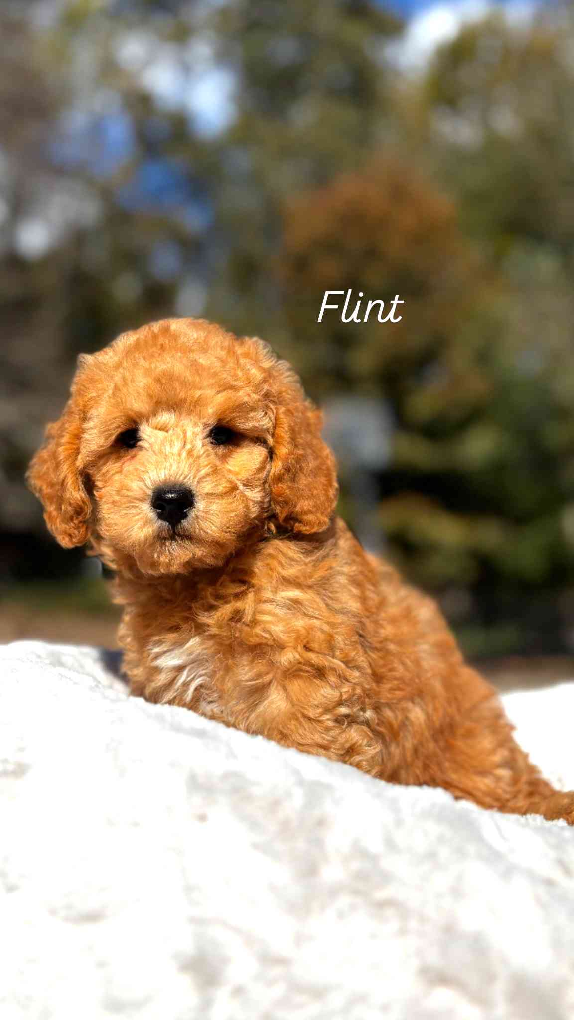 Flint