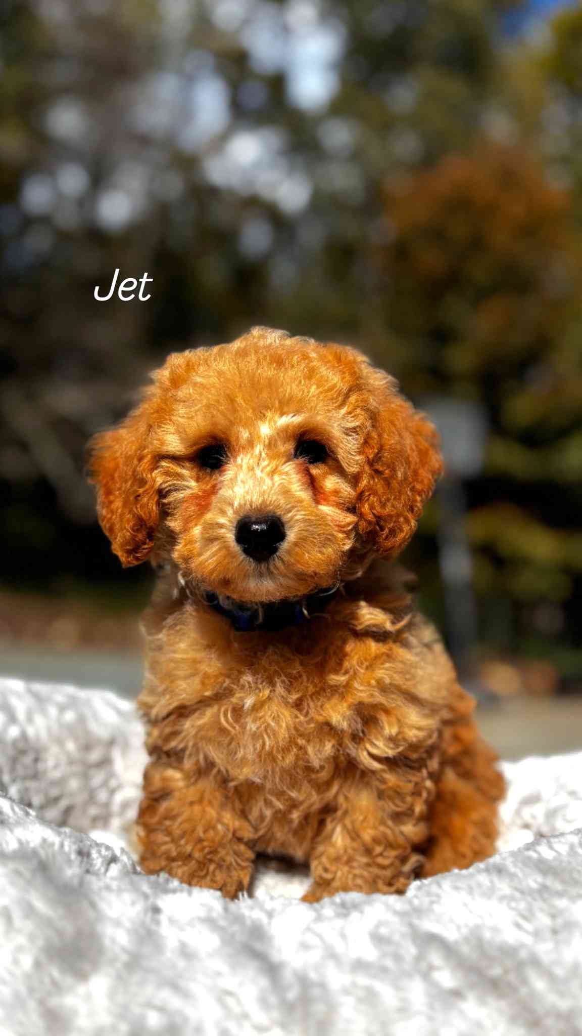 Jet
