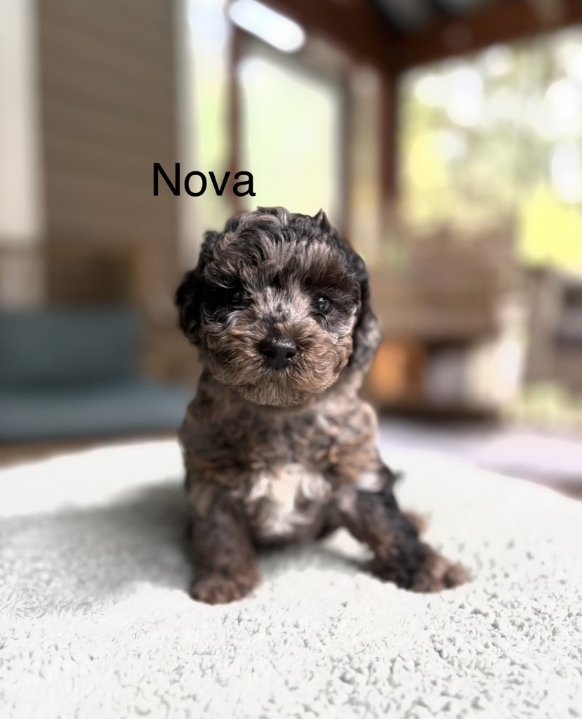 mini cavapoo named Nova