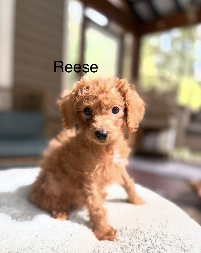 Reese