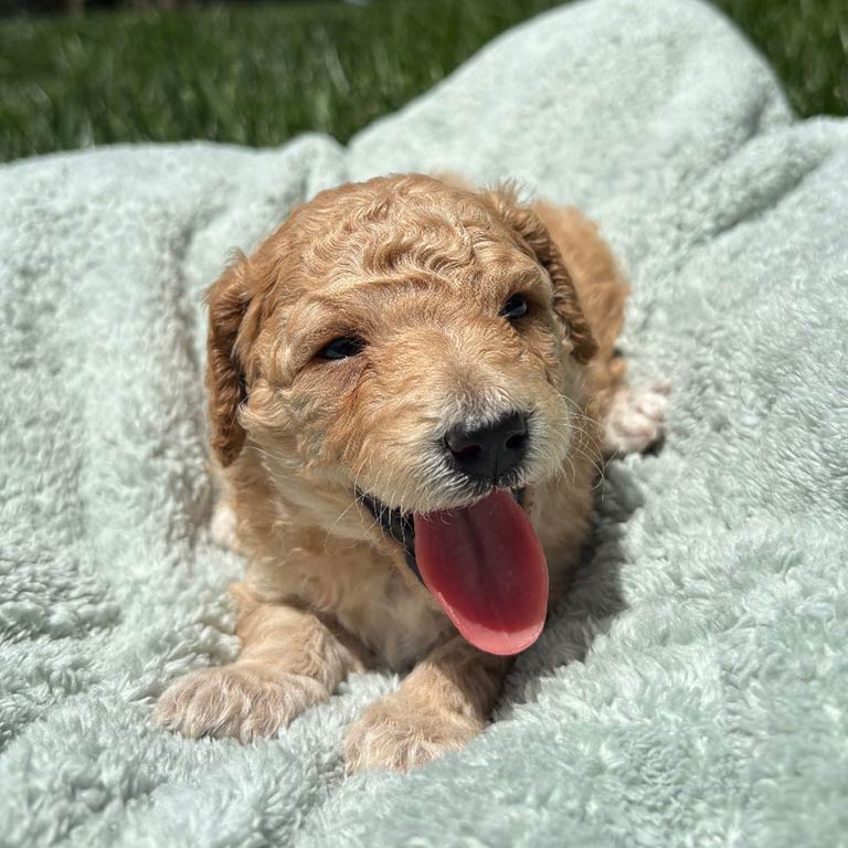 Cavapoo puppy with his tongue out