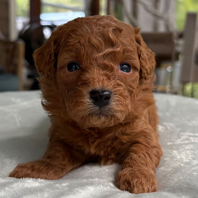 Cavapoo puppy for sale at Jones Farm Puppies