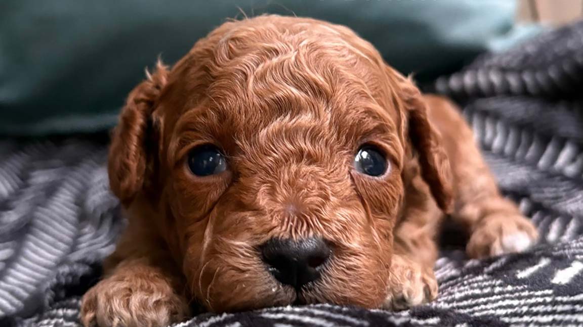 Close up of a Cavapoo puppy