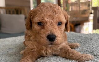 Teddy bear Cavapoo at Jones Farm Puppies