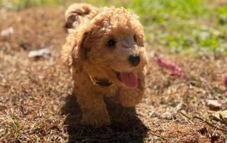 Cavapoo puppy running outside