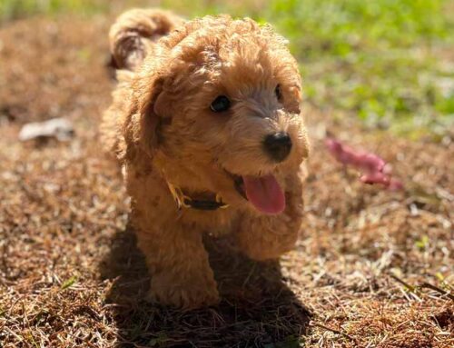 Cavapoo Eye Health: Common Issues & Early Warning Signs