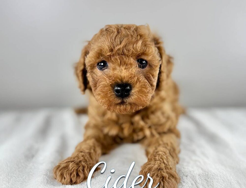 Common Cavapoo Behavior Problems and How to Fix Them