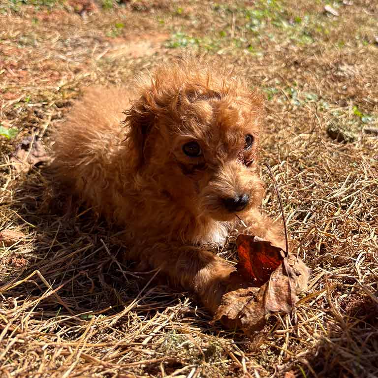 Cavapoo puppy for sale