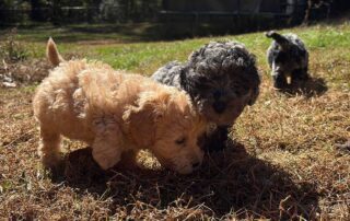 Two Cavapoo puppies playing in the grass wihtout worries thanks to Claws & Paws Flea, Tick & Mosquito Spray