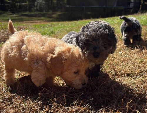 Claws & Paws Flea, Tick & Mosquito Spray: How I Use It in Real Life