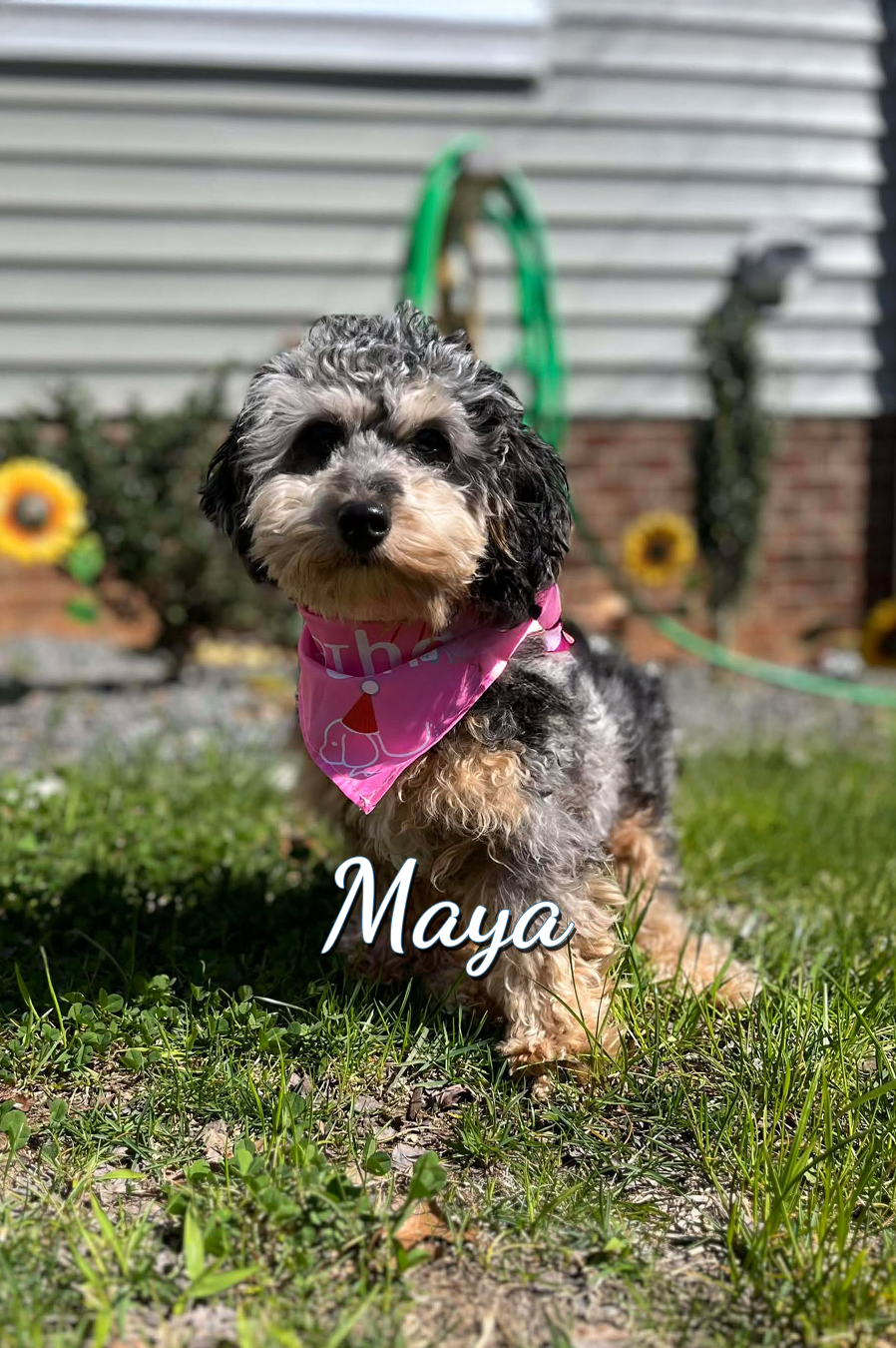 Maya