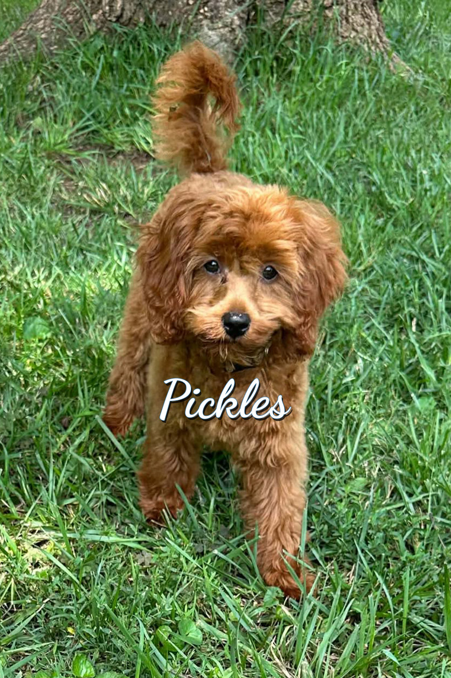 Pickles
