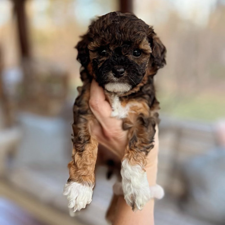 Cavapoo puppy for sale at Jones Farm Puppies