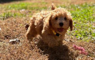 Cavapoo puppy running