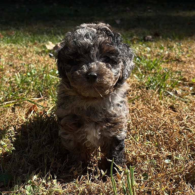 Puppy going through Cavapoo puppy teething