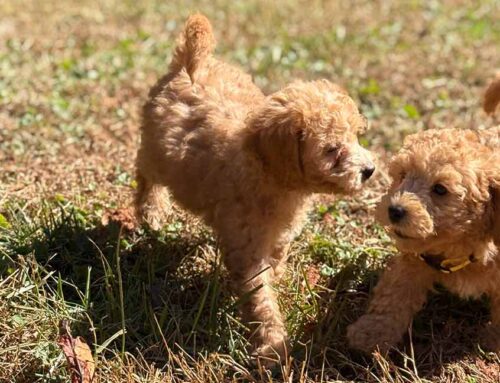 Cavapoo Puppy Teething: How to Help and What to Expect