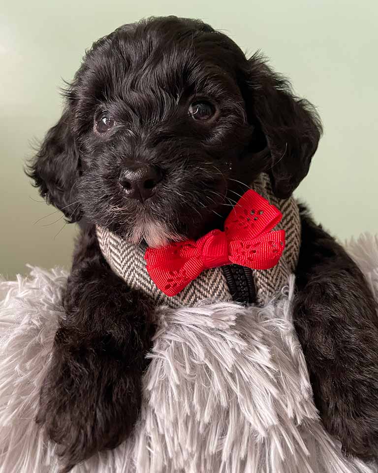 Black Cavapoo with a red bowtie