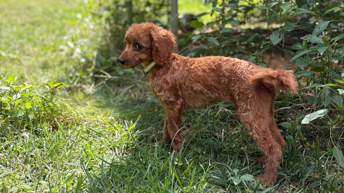 Potty-trained Cavapoo thanks to early potty training at Jones Farm Puppies