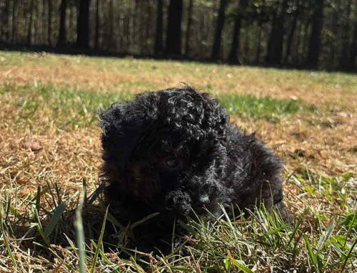 From Our Home to Yours: How to Continue Potty Training Your Jones Farm Puppy