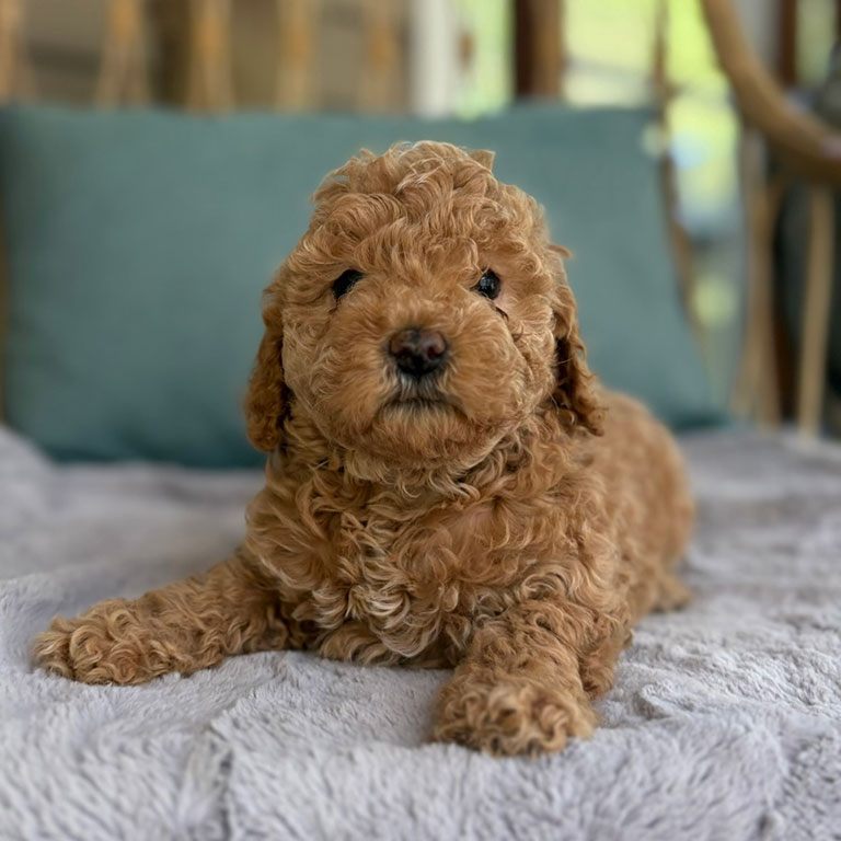 A small, curly-haired brown Cavapoo puppy lies on a soft gray blanket with a teal pillow, resting after exercise