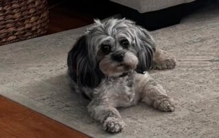 A small black and gray Cavapoo with long fur lies on a light-colored rug, looking up.