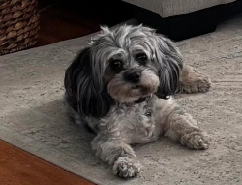 Safe Indoor Exercises for Dogs in Bad Weather