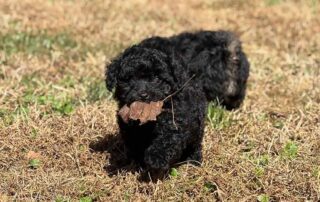 Black Cavapoo puppy playing in the grass with a leaf