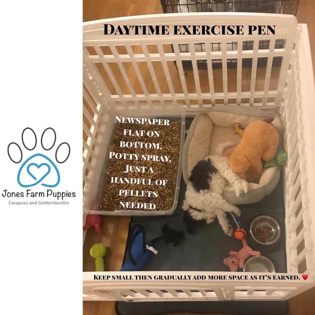 Daytime Exercise pen picture of a puppy in the pen.