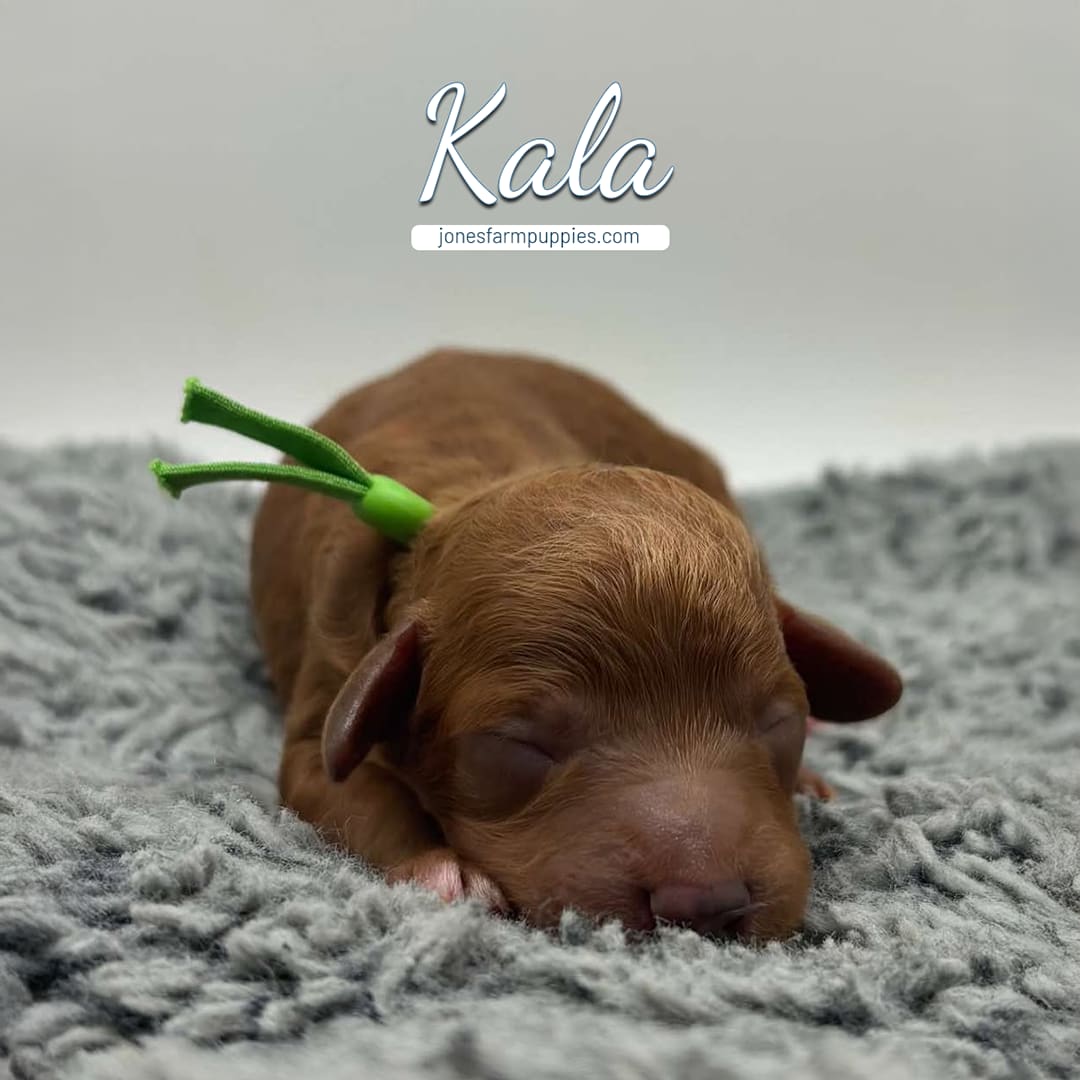 Kala Female Tiny golden ruby red Cavapoo puppy for sale named Kala from Jones Farm Puppies jonesfarmpuppies.com