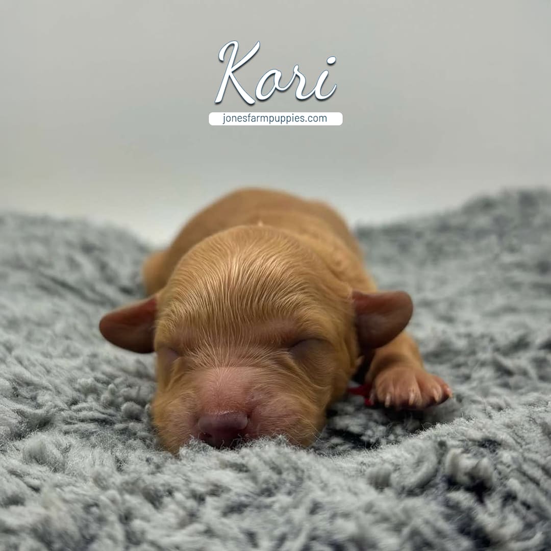 Kori 1 Female Tiny golden ruby red Cavapoo puppy for sale named Kori from Jones Farm Puppies jonesfarmpuppies.com