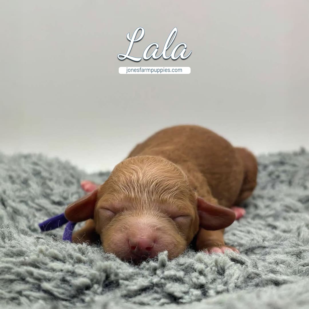 Lala Female Tiny golden ruby red Cavapoo puppy for sale named Lala from Jones Farm Puppies jonesfarmpuppies.com