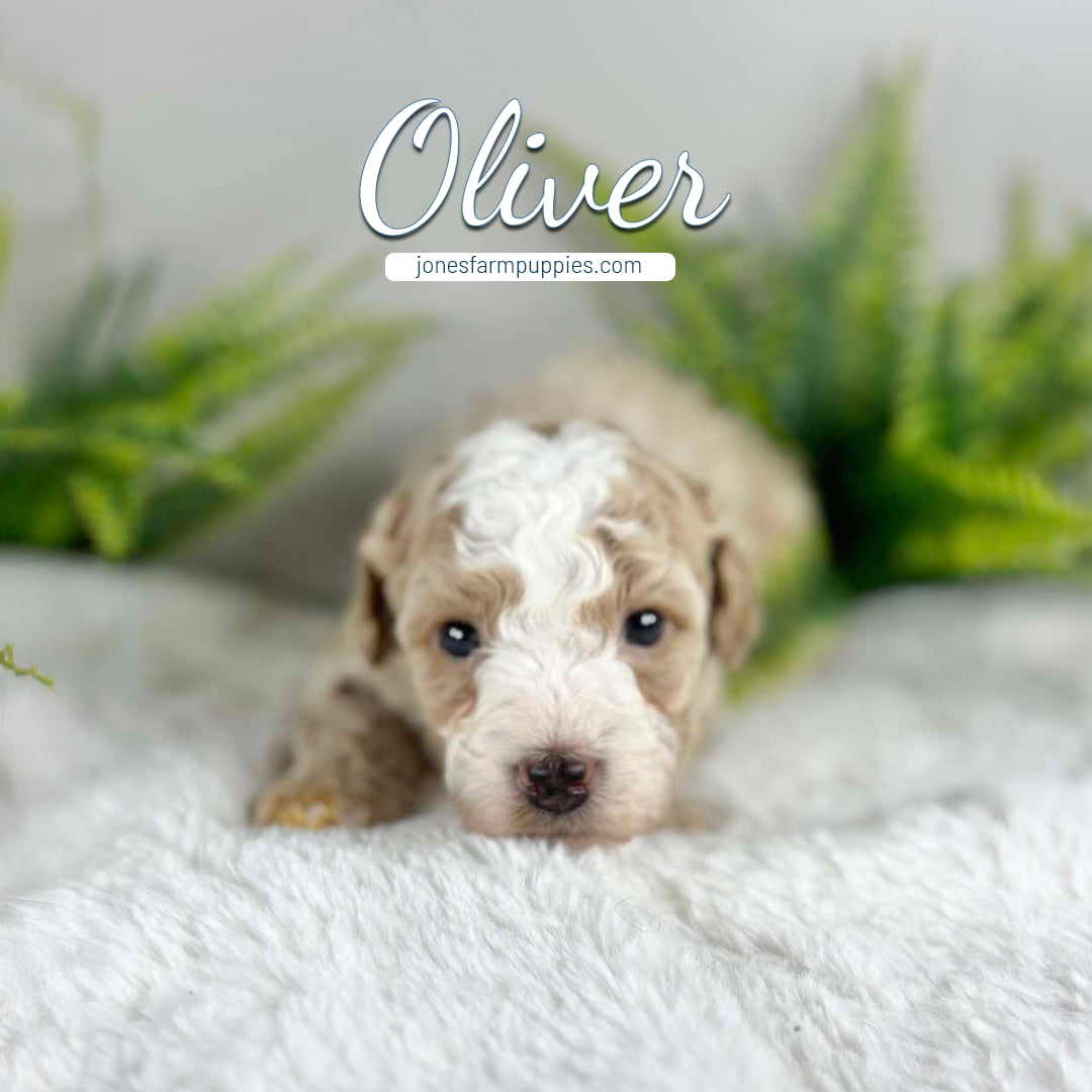 Oliver (3) A small, curly-haired tan and white cavapoo puppy lies on a soft white blanket with green plants in the background. The text “Oliver” and “jonesfarmpuppies.com” appear above the puppy.