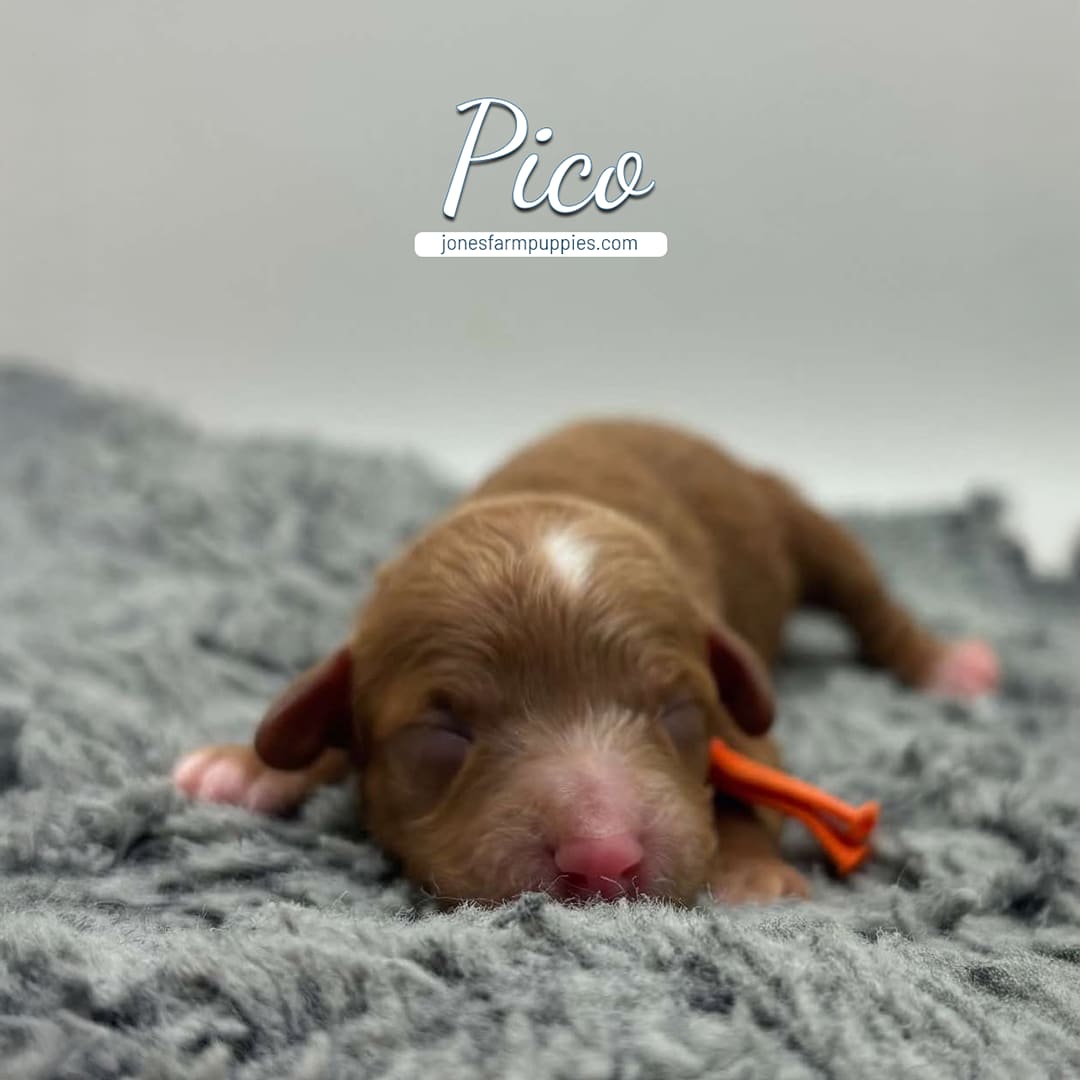 Pico Female A tiny newborn brown cavapoo puppy with closed eyes lies on a soft gray blanket. The puppy has a pink nose and a small orange ribbon by its neck. The word Pico and jonesfarmpuppies.com are written above.