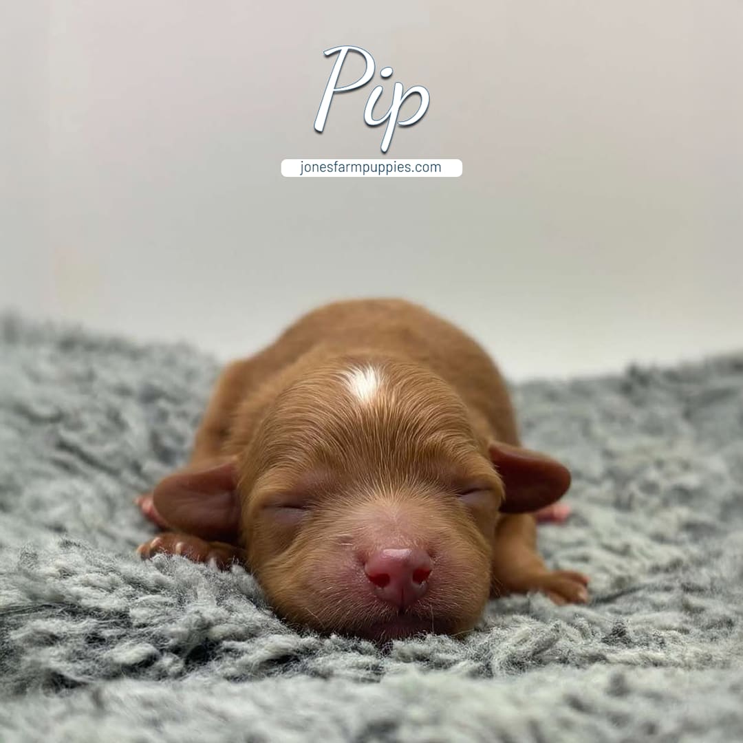 Pip 1 Tiny Male golden ruby red Cavapoo puppy for sale named Pip from Jones Farm Puppies jonesfarmpuppies.com